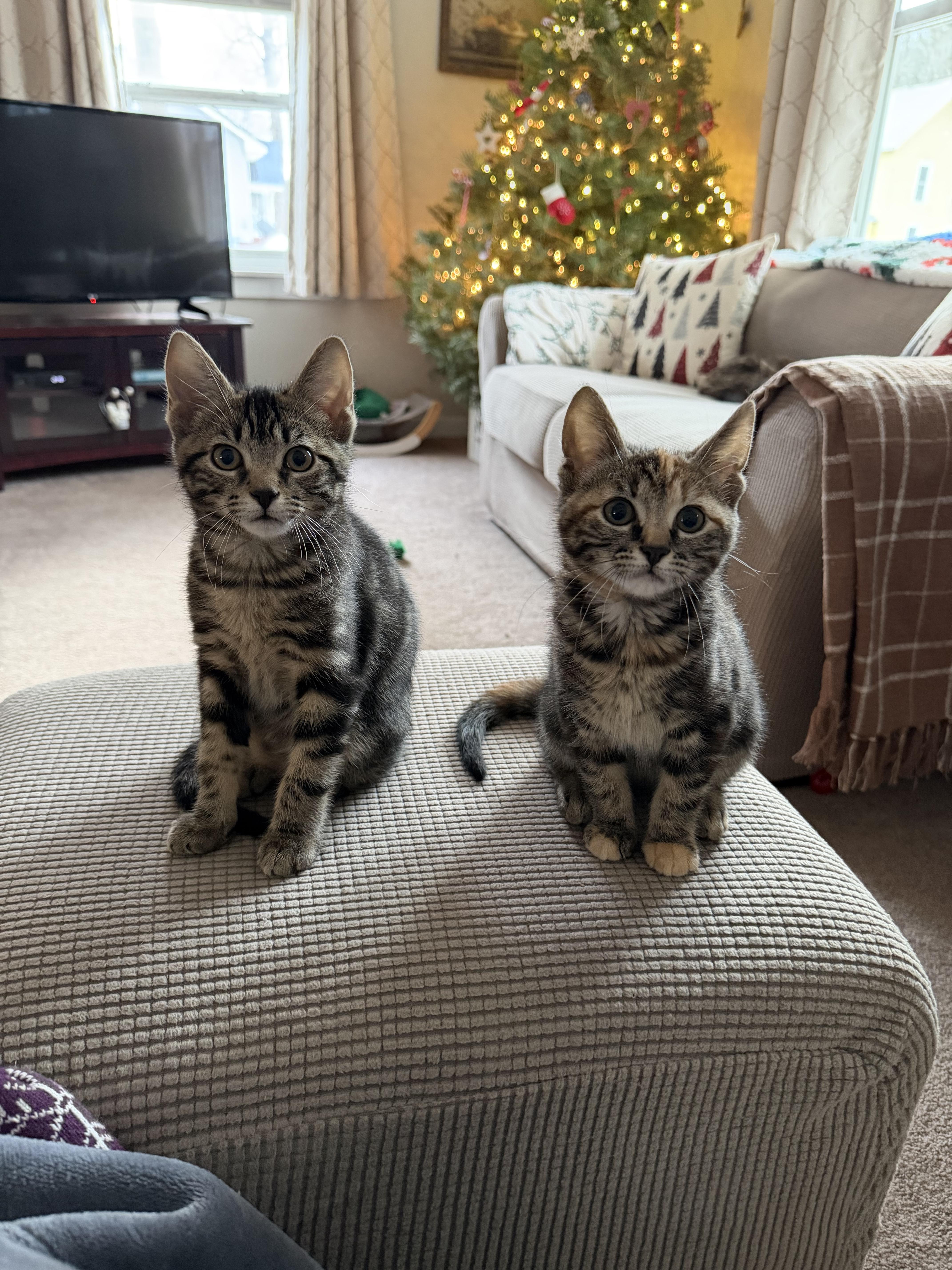 Enlarge Jimmies , an adopted Domestic Short Hair in Lacona, NY image 3/3