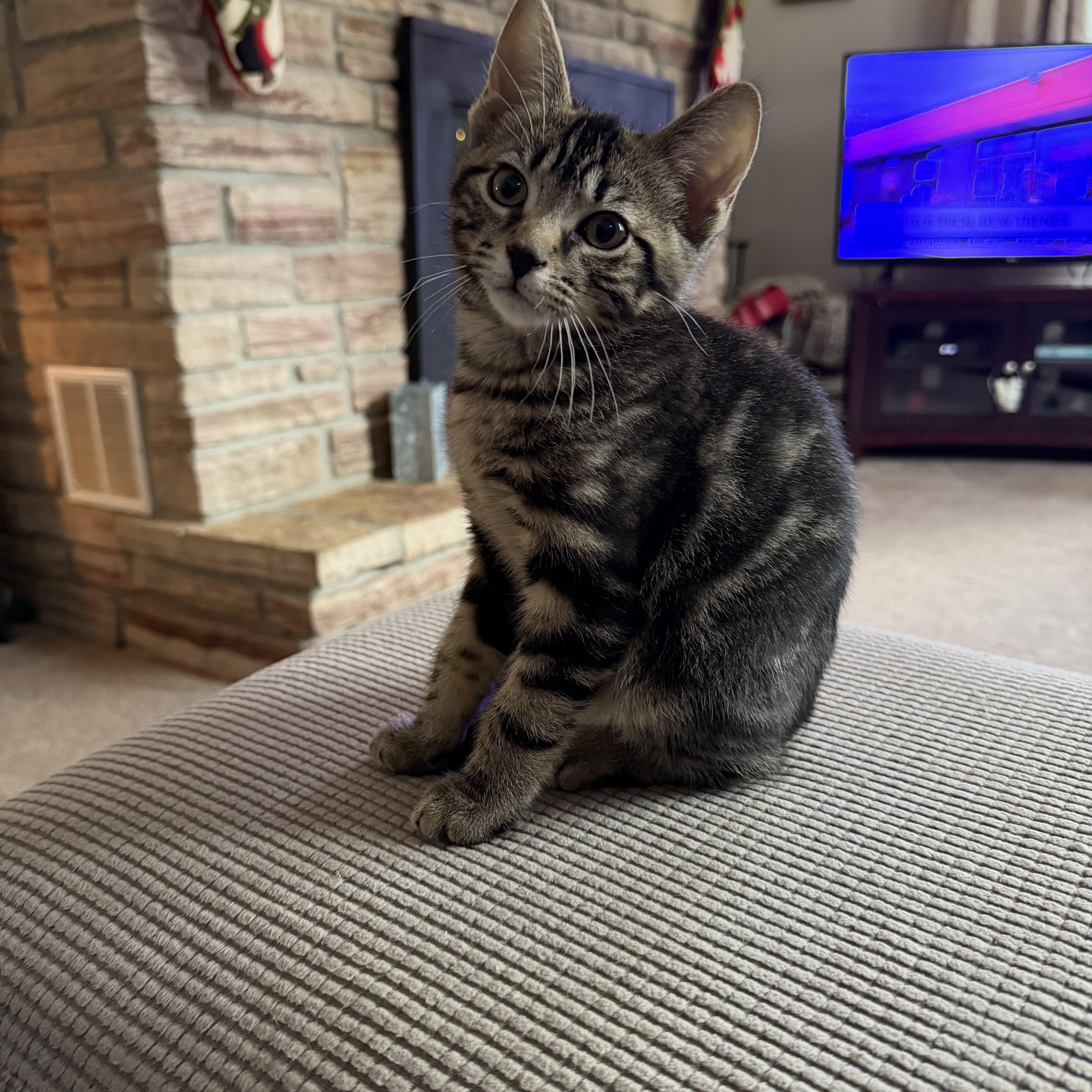 Jimmies , adopted, Kitten Male Domestic Short Hair.