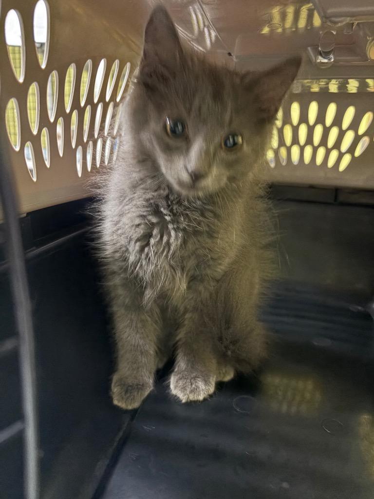 Subaru, Adoptable, Kitten Male Domestic Long Hair.