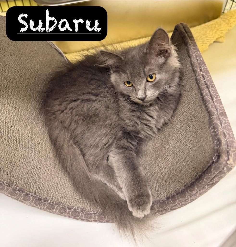 Subaru, a Adoptable mixed breed in Maumelle, AR image 2/2