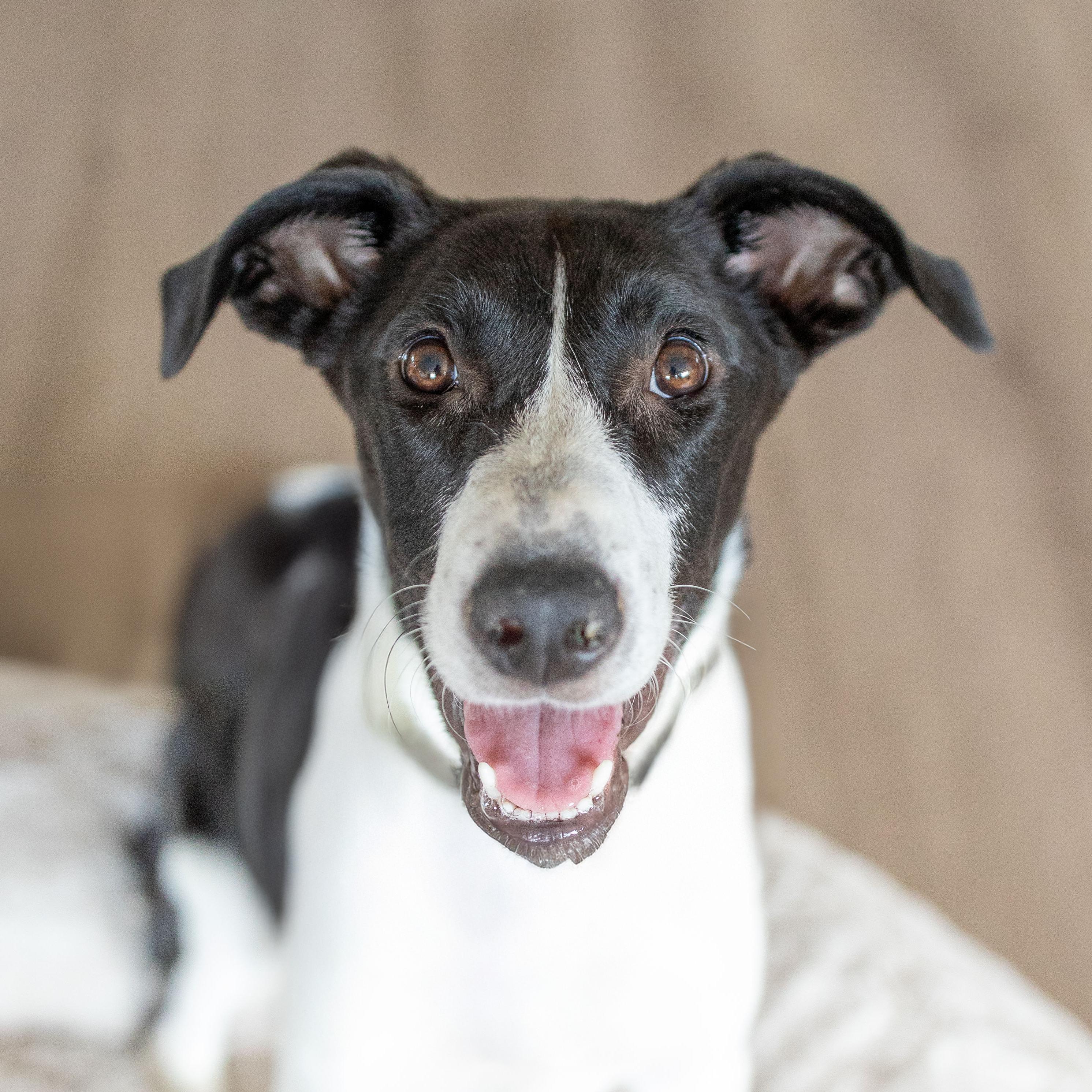 Stella, a Adoptable mixed breed in Scottsdale, AZ image 1/3