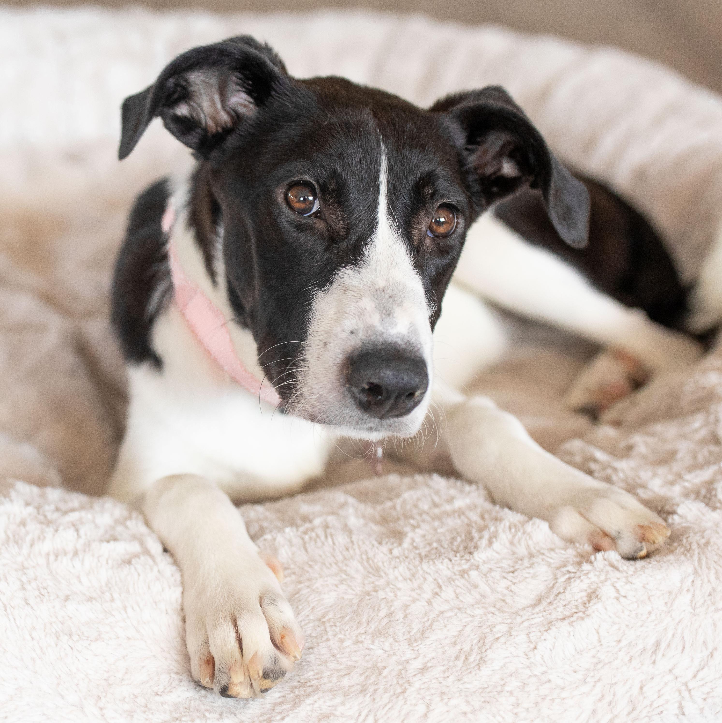 Stella, a Adoptable mixed breed in Scottsdale, AZ image 2/3