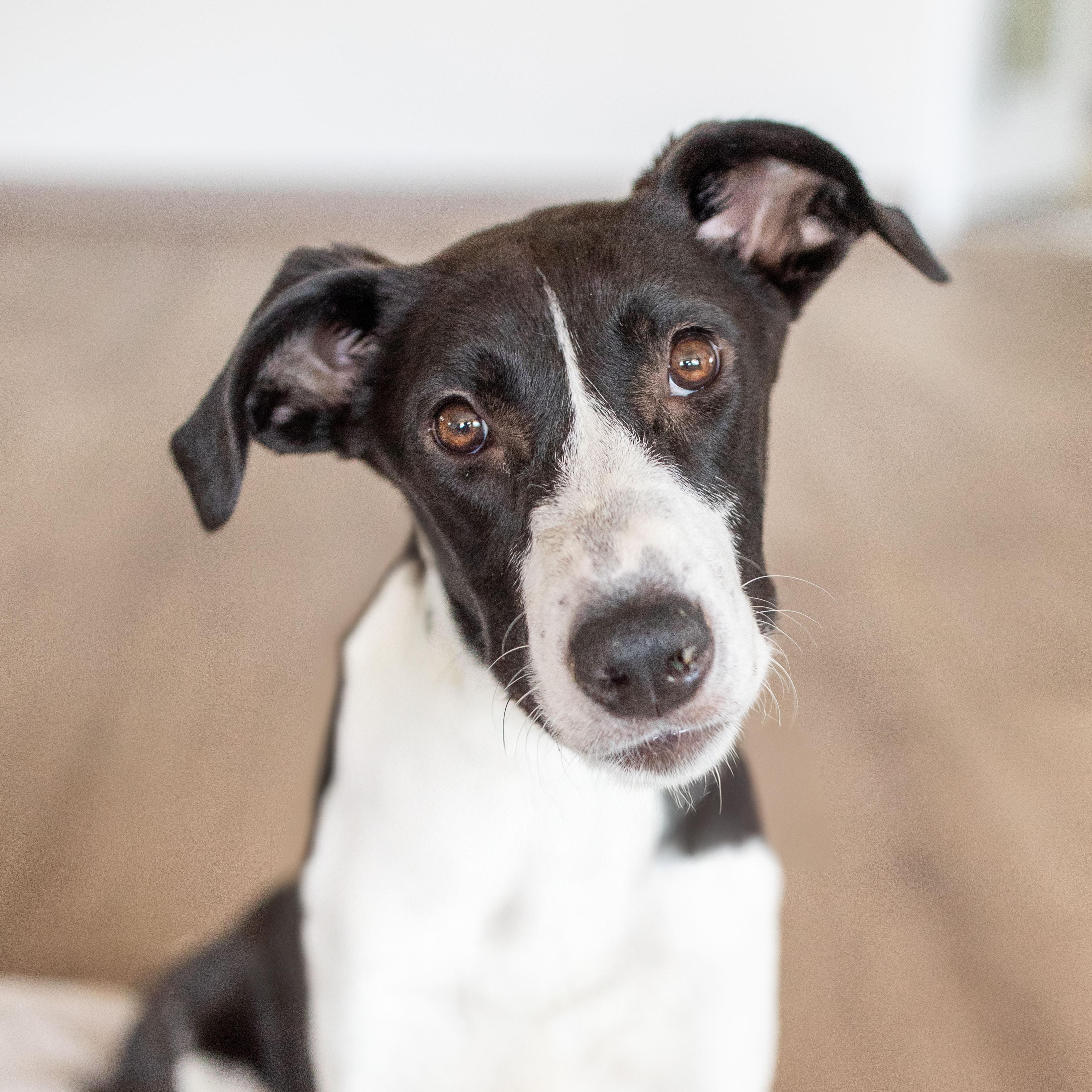 Stella, a Adoptable mixed breed in Scottsdale, AZ image 3/3