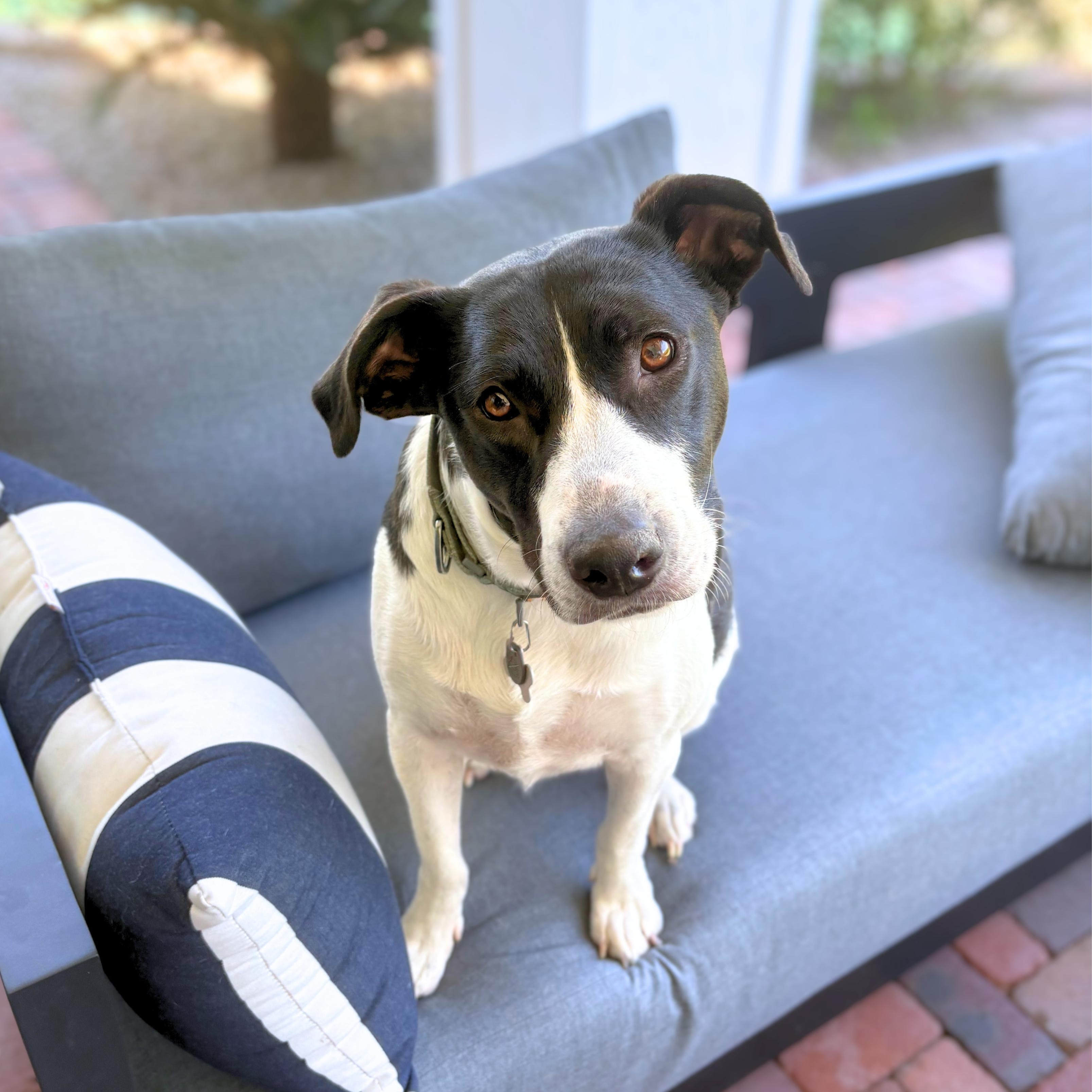 Enlarge Stella, a Adoptable mixed breed in Scottsdale, AZ image 1/4