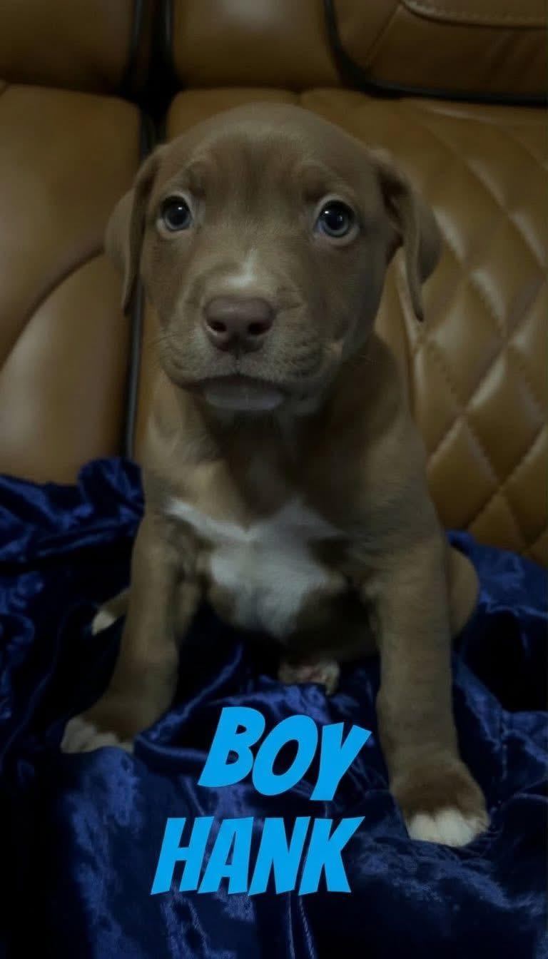 H litter Hank , Adoptable, Puppy Male Pit Bull Terrier.