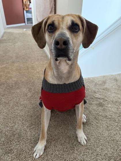 Pluto, Adoptable, Adult Male Hound & Mixed Breed.