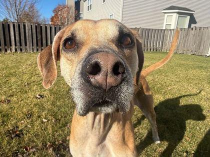 Enlarge Pluto, a Adoptable mixed breed in Chicago, IL image 1/3