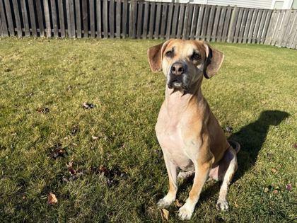 Enlarge Pluto, a Adoptable mixed breed in Chicago, IL image 2/3