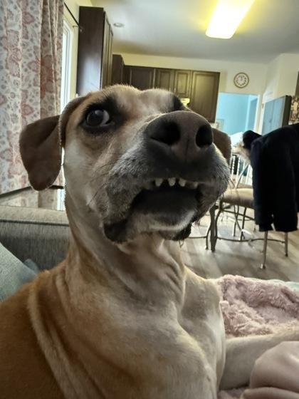 Enlarge Pluto, a Adoptable mixed breed in Chicago, IL image 3/3