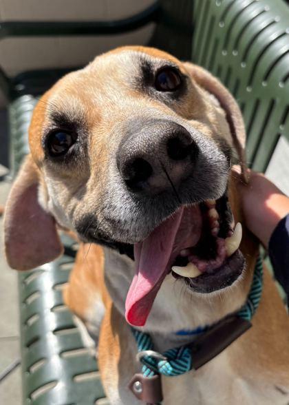 Enlarge Pluto, a Adoptable mixed breed in Chicago, IL image 3/3