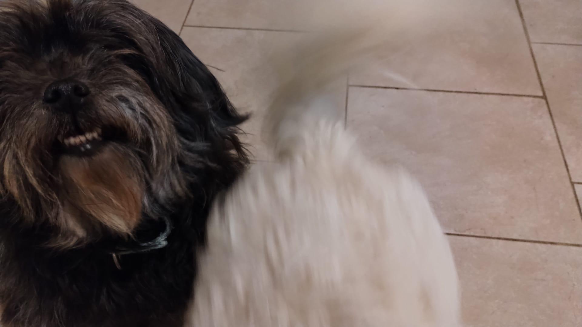 Enlarge Sasha, an adopted mixed breed in Atlanta, GA image 1/2