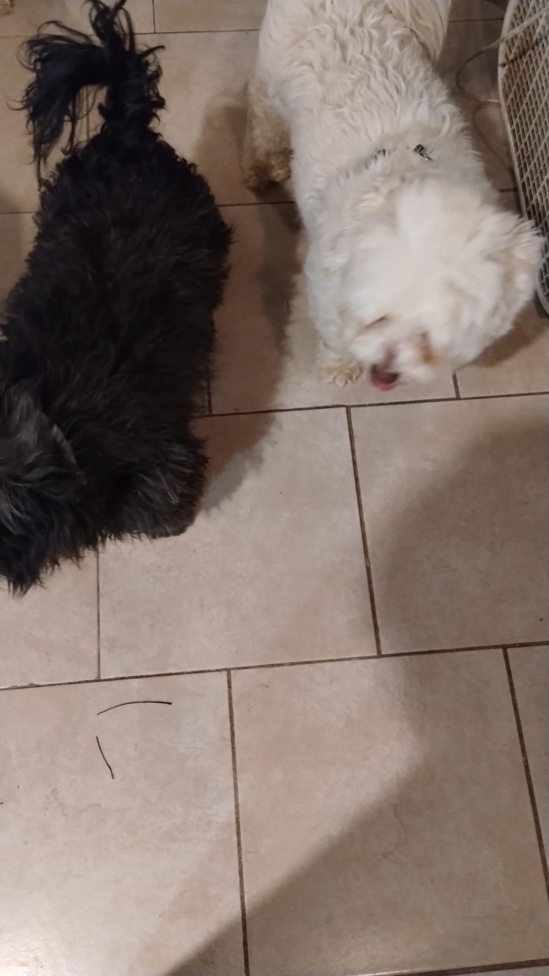 Enlarge Sasha, an adopted mixed breed in Atlanta, GA image 2/2