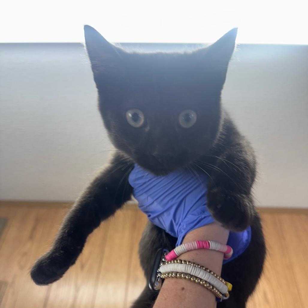 Oklahoma Sooners thumbnail 3