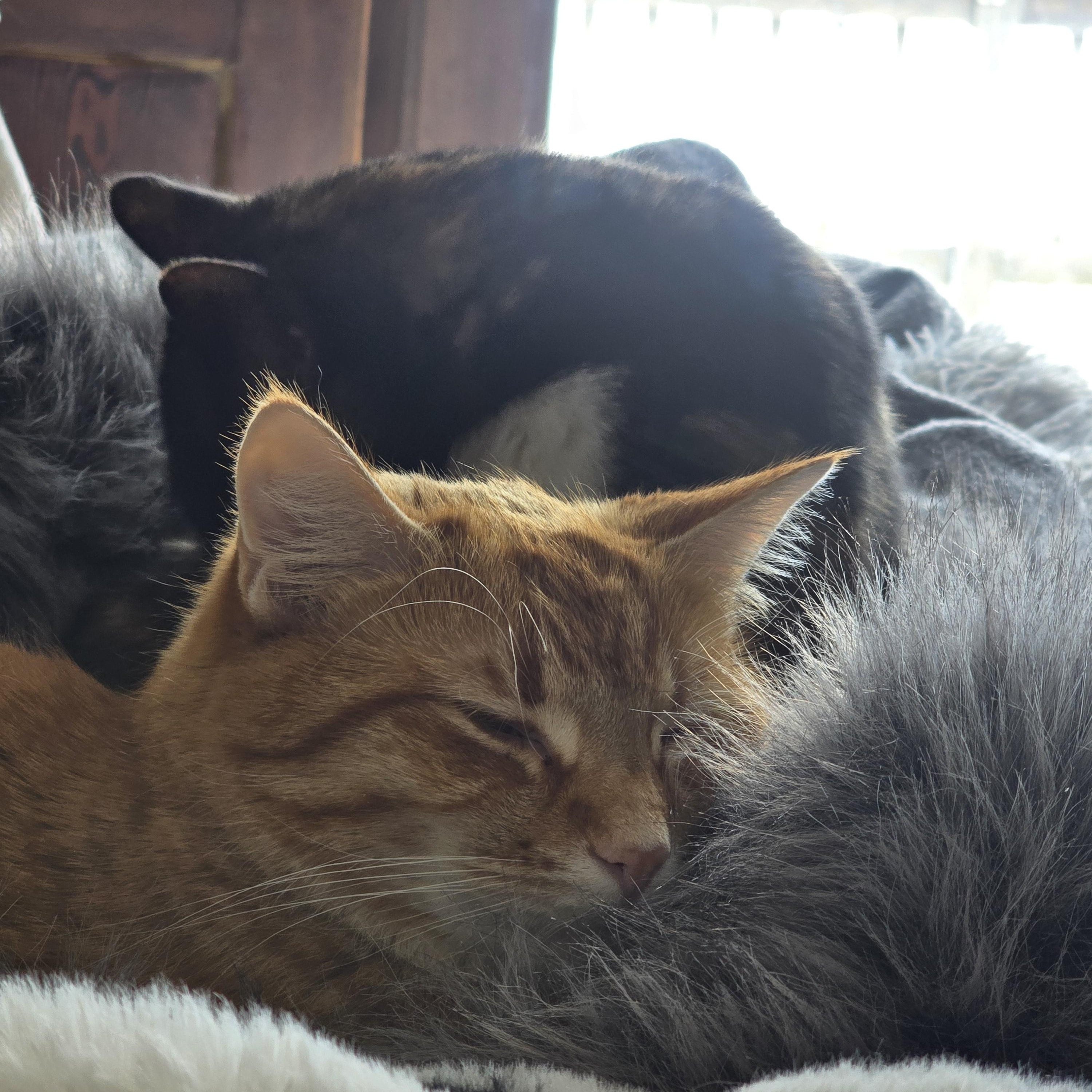 Enlarge NACHO, an adoptable American Shorthair in Lake City, MN image 2/6