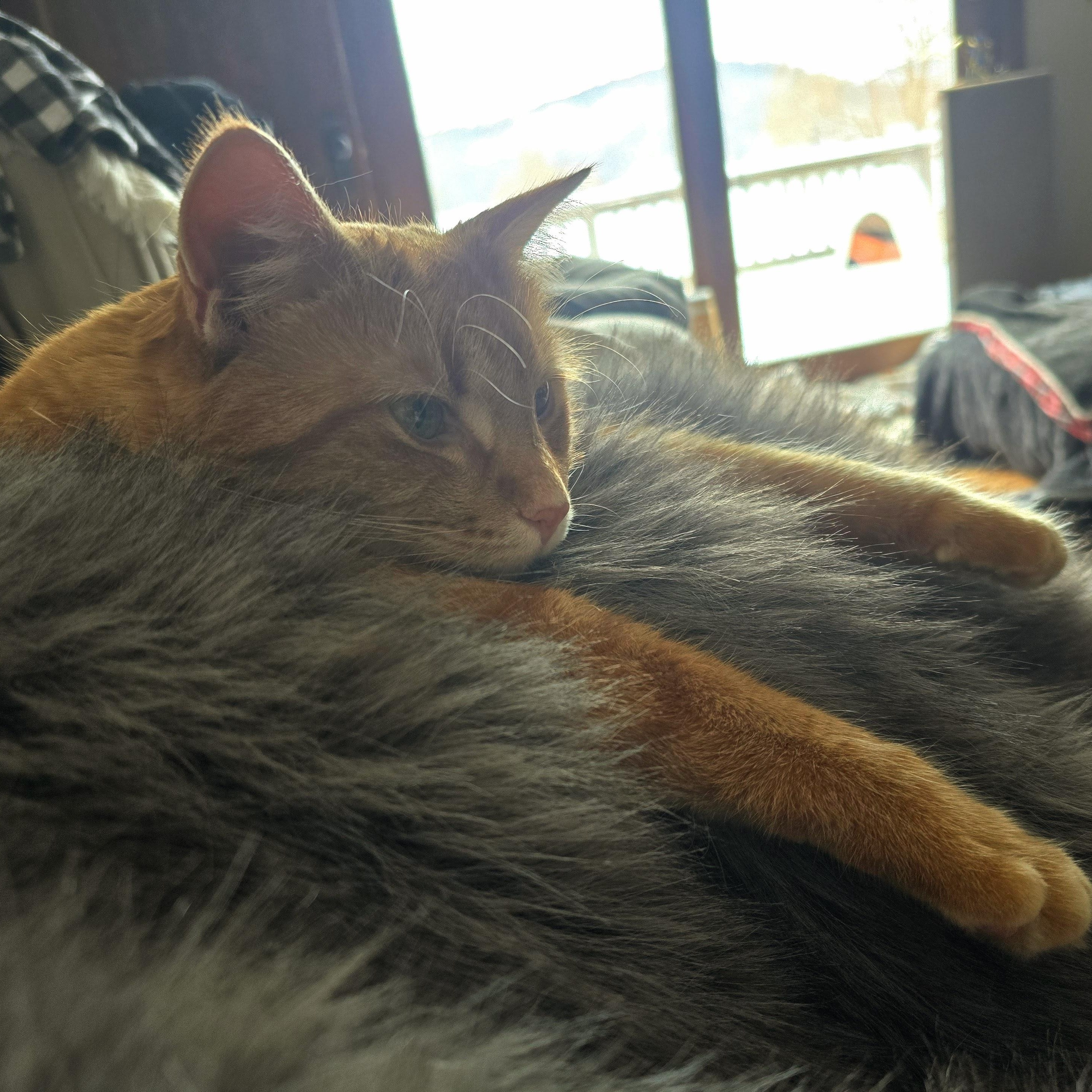 Enlarge NACHO, an adoptable American Shorthair in Lake City, MN image 3/6