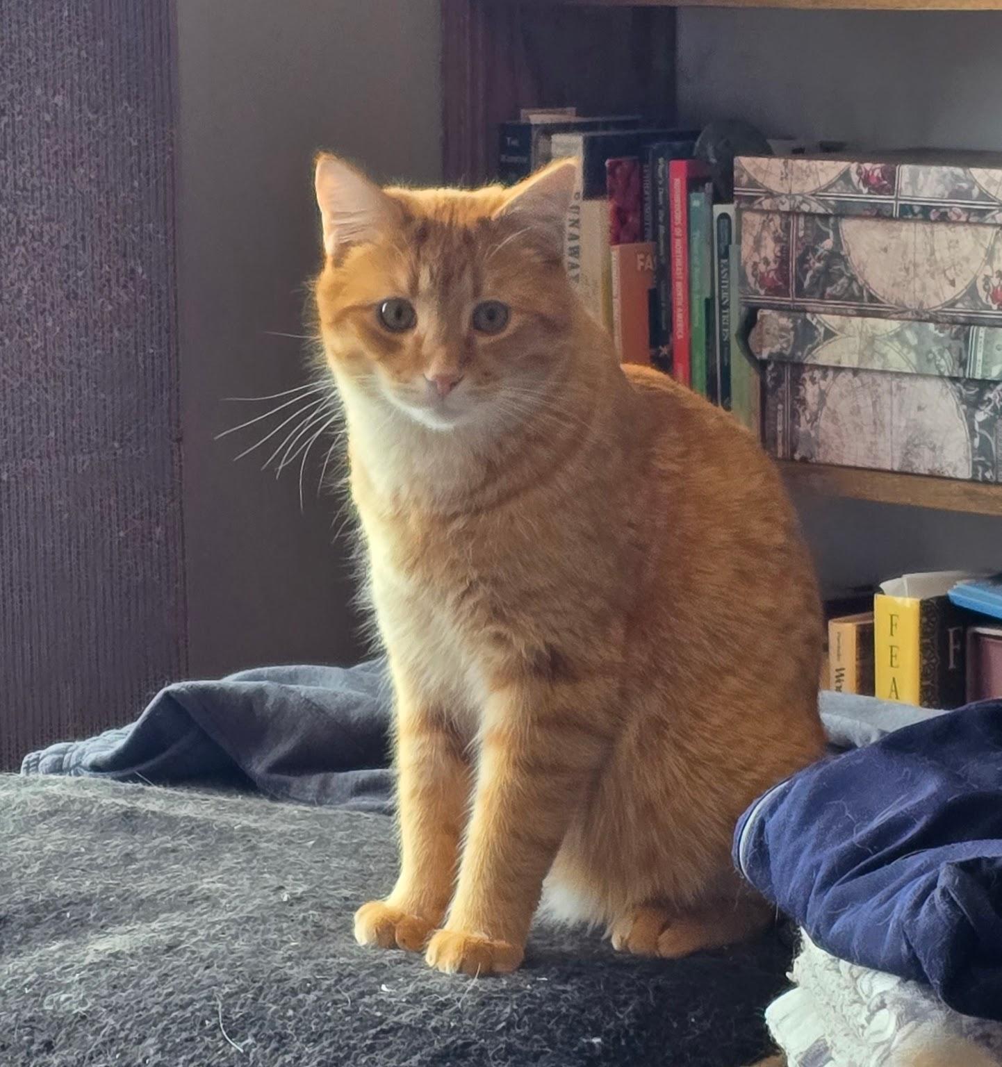 Enlarge NACHO, an adoptable American Shorthair in Lake City, MN image 5/6