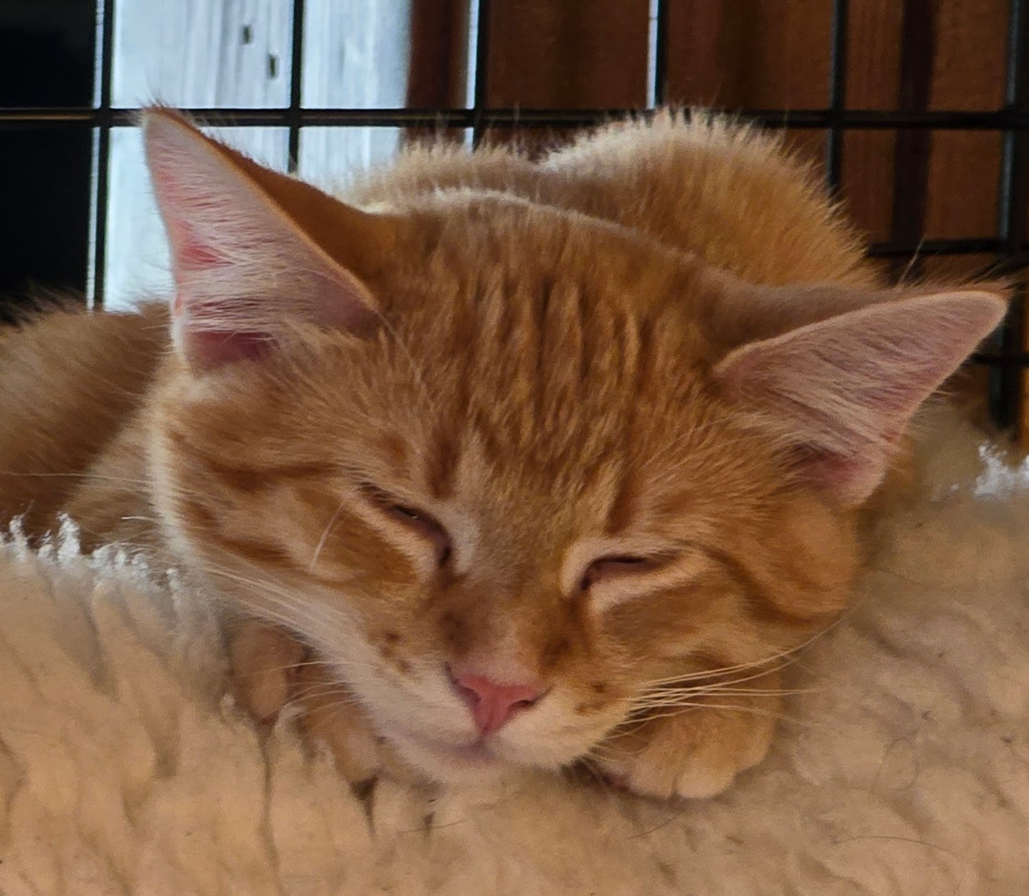 NACHO, an adoptable American Shorthair in Lake City, MN, 55041 | Photo Image 4