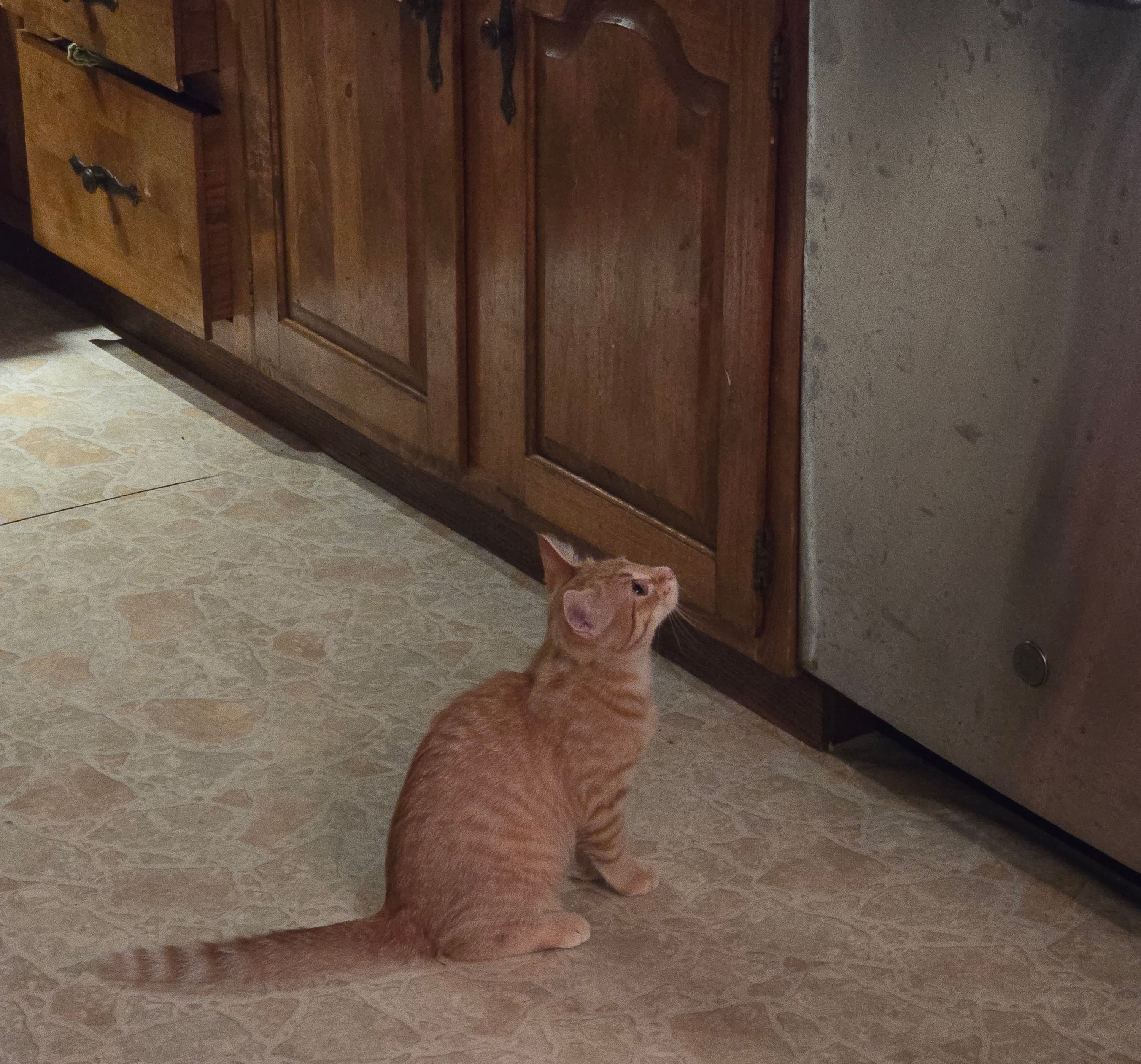 NACHO, an adoptable American Shorthair in Lake City, MN, 55041 | Photo Image 6