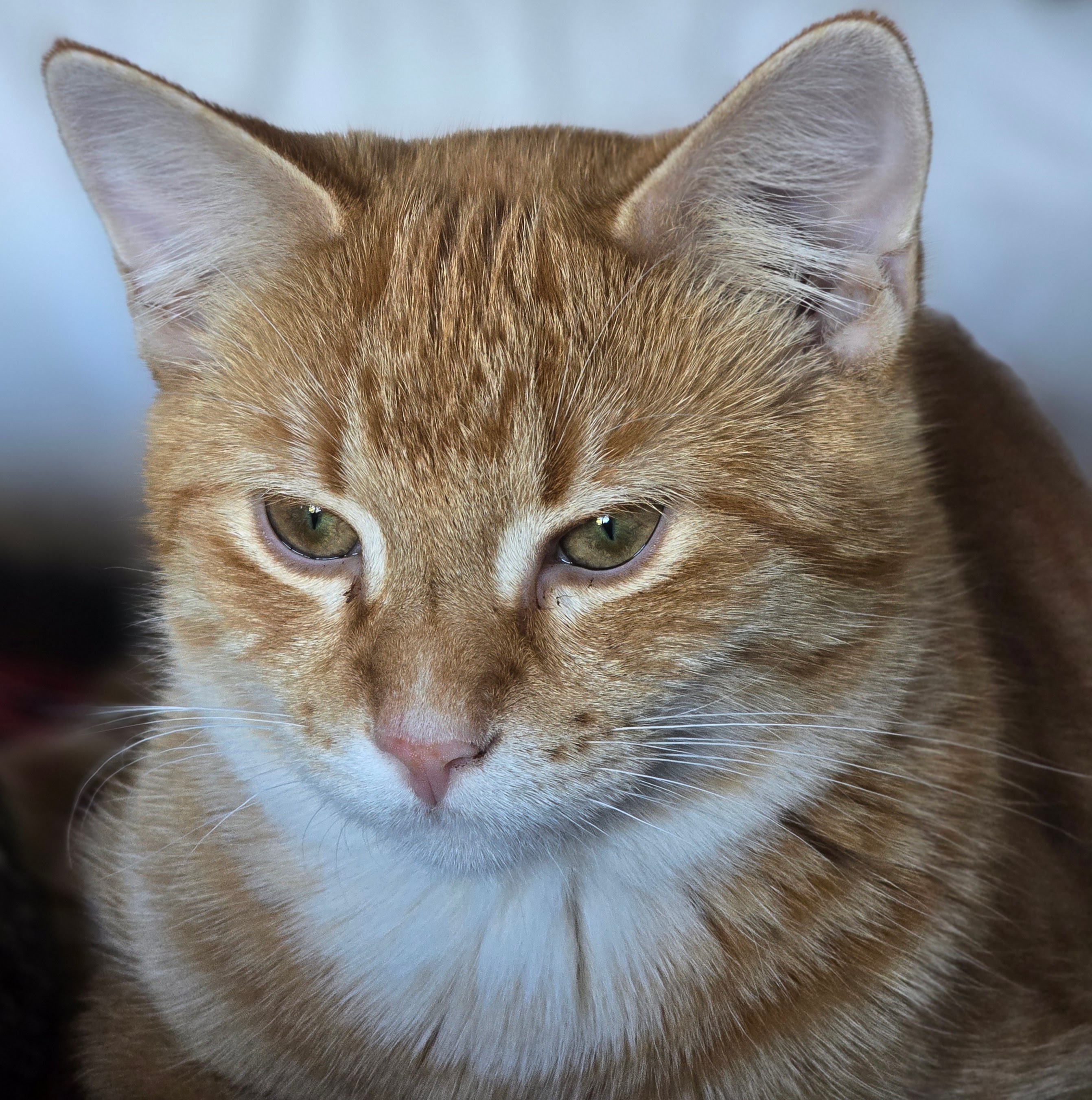 Enlarge NACHO, an adoptable American Shorthair in Lake City, MN image 1/6