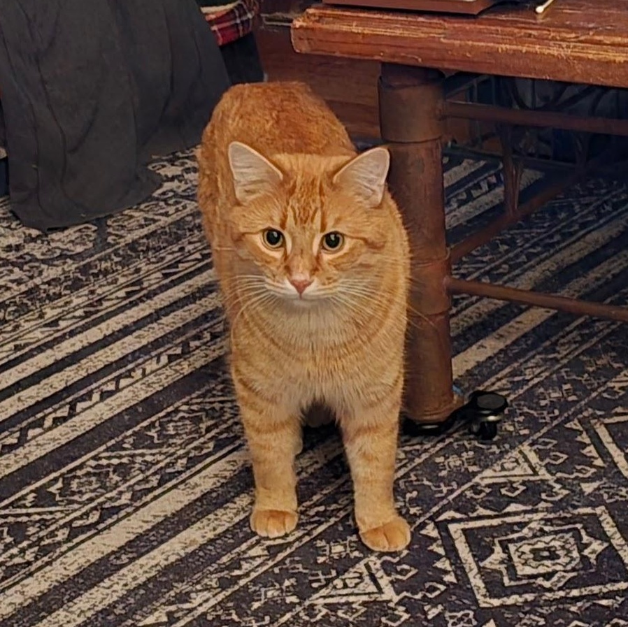 Enlarge NACHO, an adoptable American Shorthair in Lake City, MN image 4/6