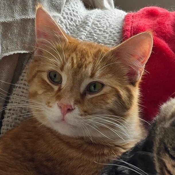 NACHO, adoptable, Young Male American Shorthair.