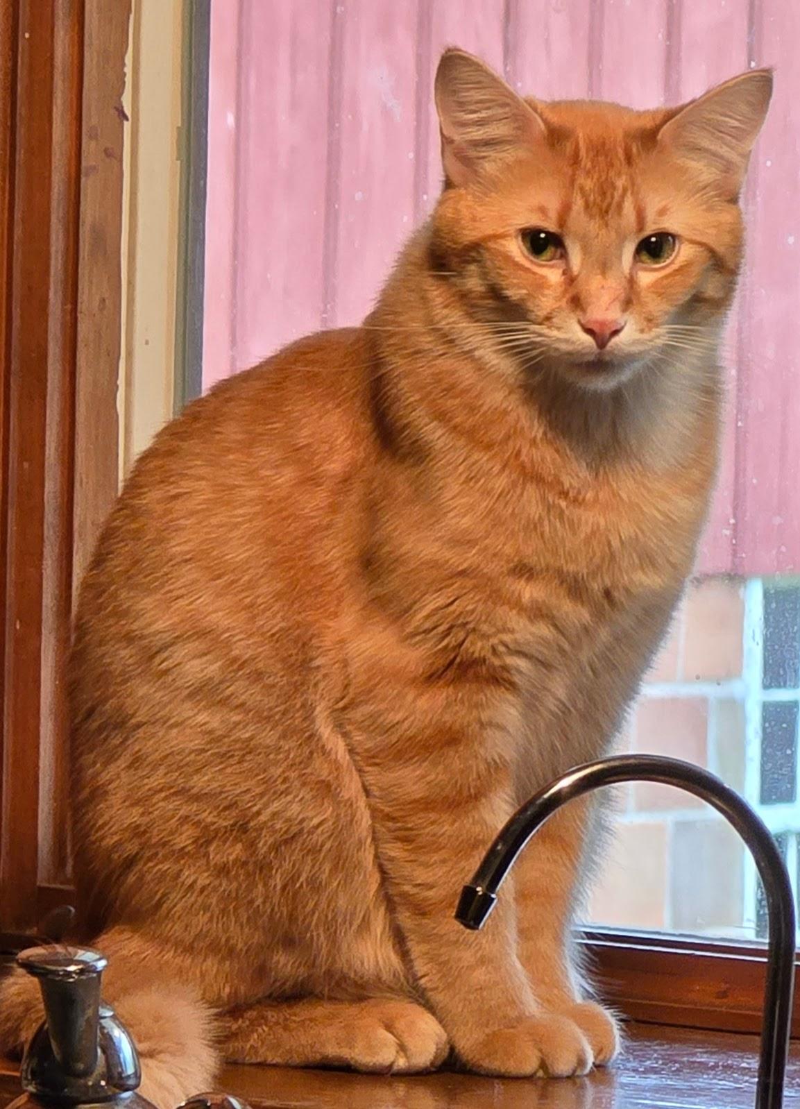 NACHO, an adoptable American Shorthair in Lake City, MN, 55041 | Photo Image 3