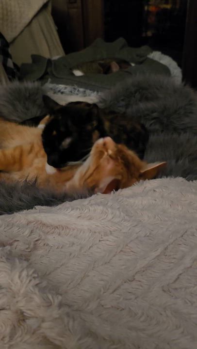 Enlarge NACHO, an adoptable American Shorthair in Lake City, MN video 6/6