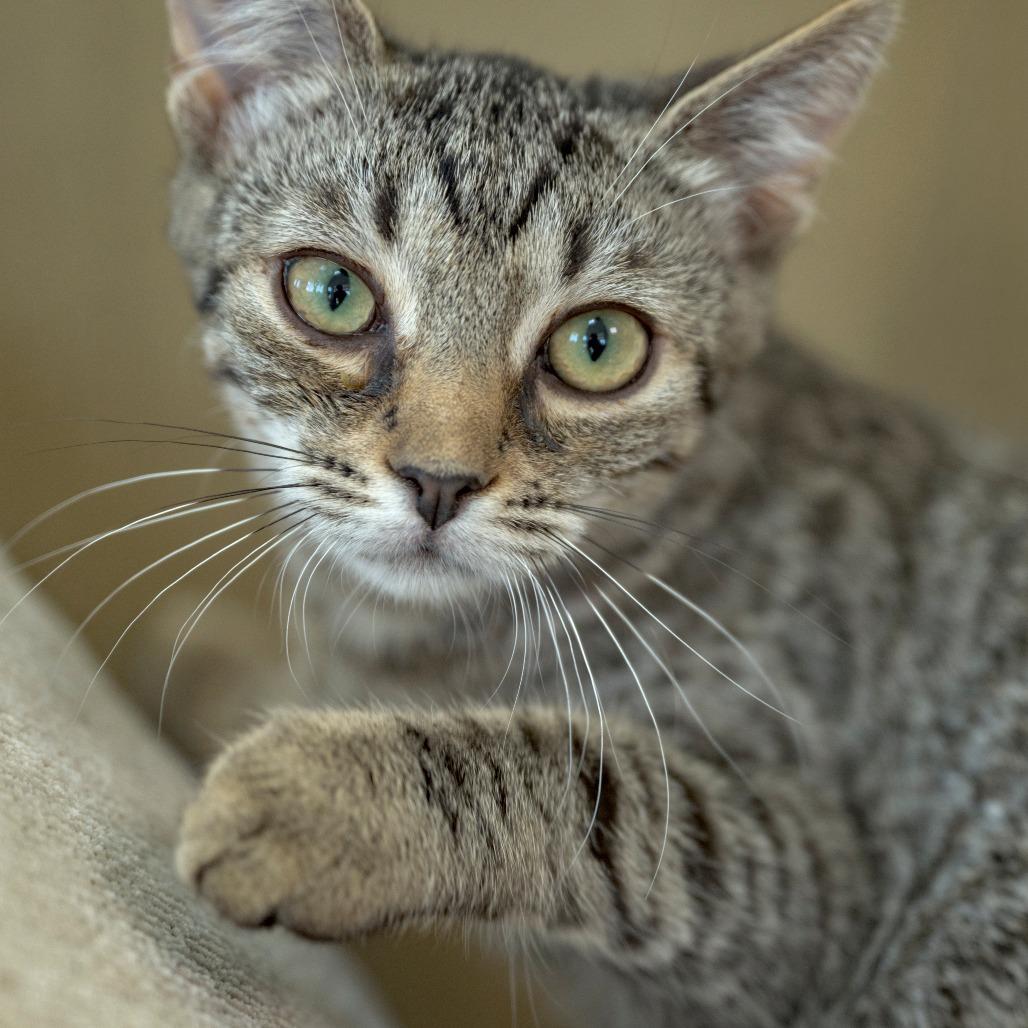 Enlarge Gibbon, a Adoptable Domestic Short Hair in Chapel Hill, NC image 1/2