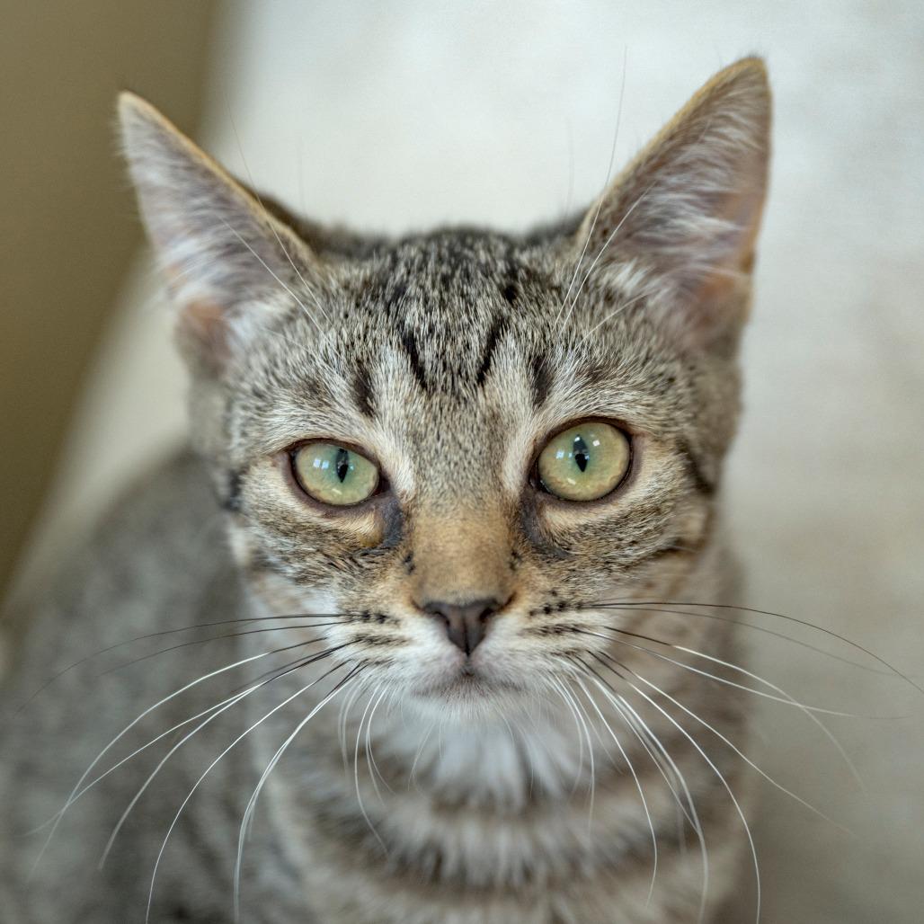Enlarge Gibbon, a Adoptable Domestic Short Hair in Chapel Hill, NC image 2/2
