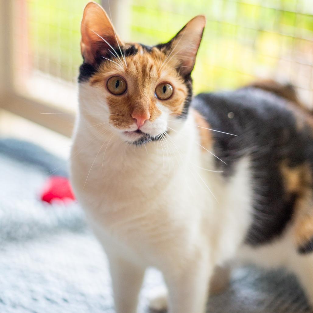 Charlotte, Adoptable, Young Female Domestic Short Hair.