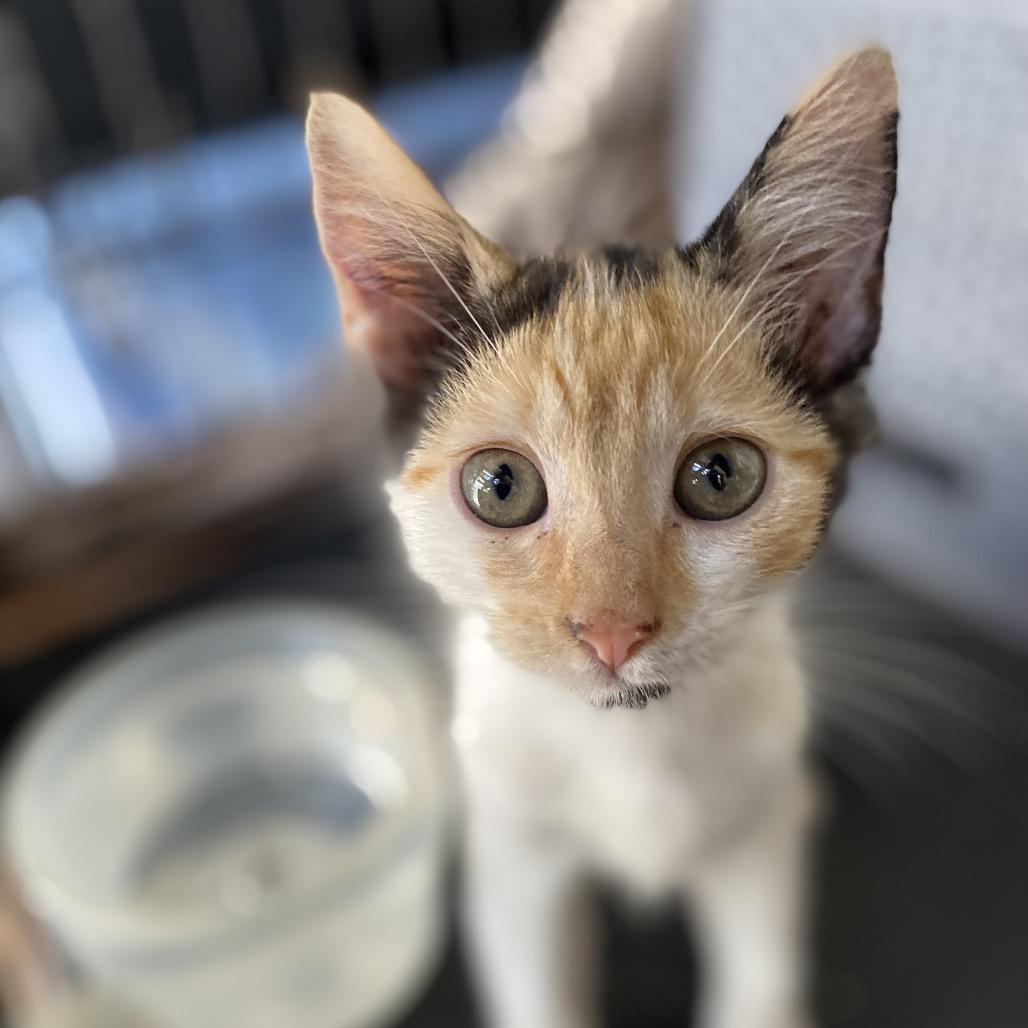 Enlarge Charlotte, a Adoptable Domestic Short Hair in Kailua Kona, HI image 2/3