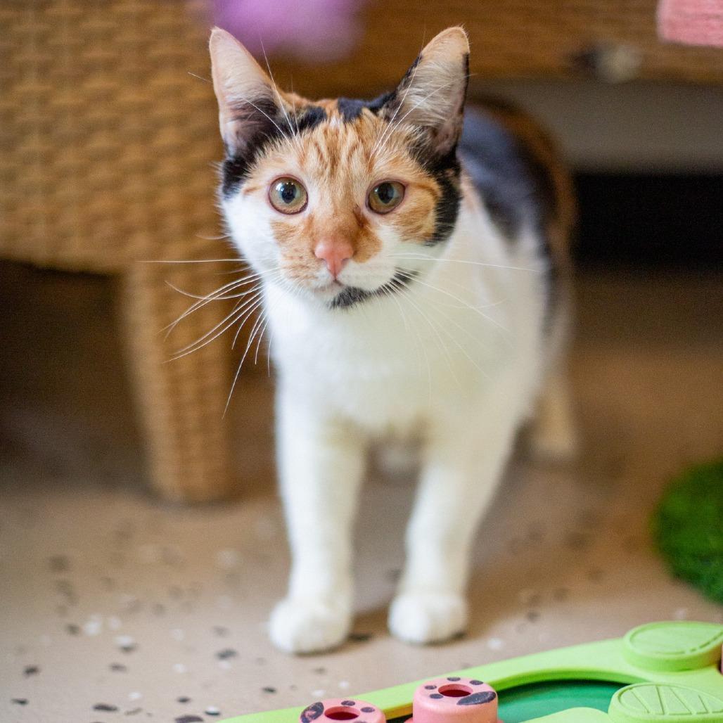 Enlarge Charlotte, a Adoptable Domestic Short Hair in Kailua Kona, HI image 3/3