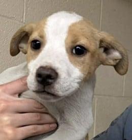 Enlarge MINNIE, a ADOPTABLE mixed breed in Waverly, TN image 1/2