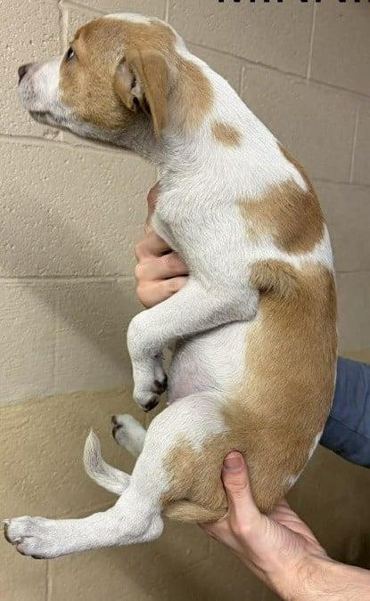 Enlarge MINNIE, a ADOPTABLE mixed breed in Waverly, TN image 2/2