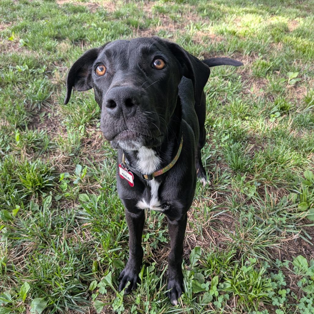 Enlarge Kendal, a Adoptable Labrador Retriever in Wake Forest, NC image 1/6