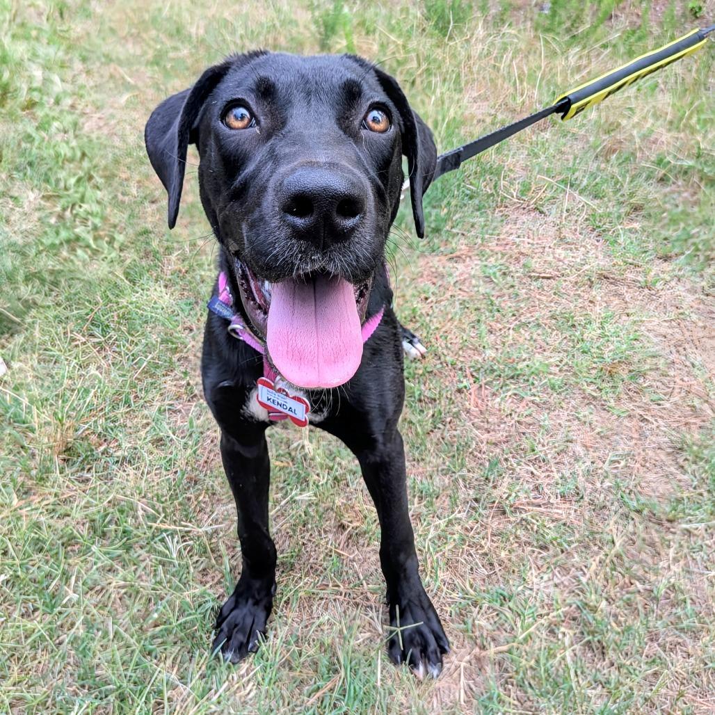 Enlarge Kendal, a Adoptable Labrador Retriever in Wake Forest, NC image 2/6