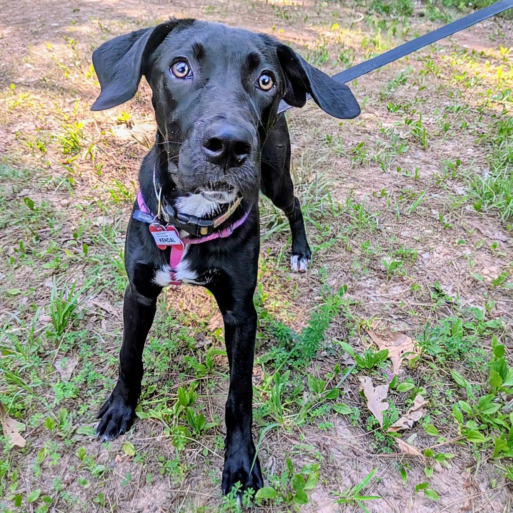 Enlarge Kendal, a Adoptable Labrador Retriever in Wake Forest, NC image 3/6