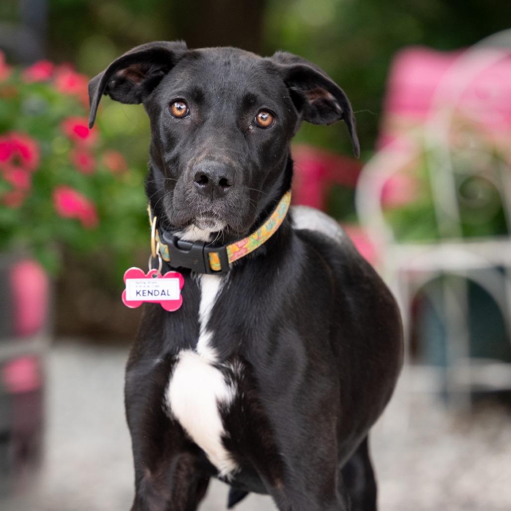 Enlarge Kendal, a Adoptable Labrador Retriever in Wake Forest, NC image 4/6