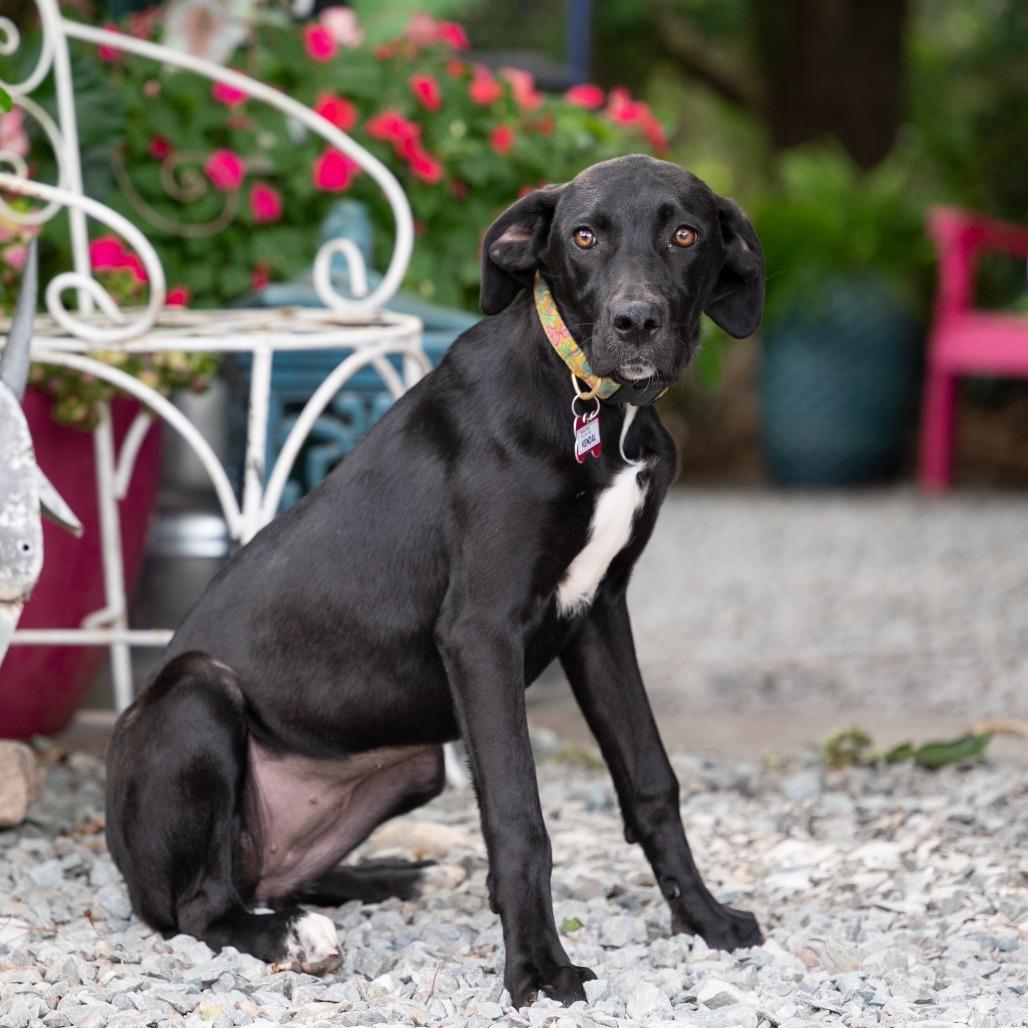 Enlarge Kendal, a Adoptable Labrador Retriever in Wake Forest, NC image 5/6