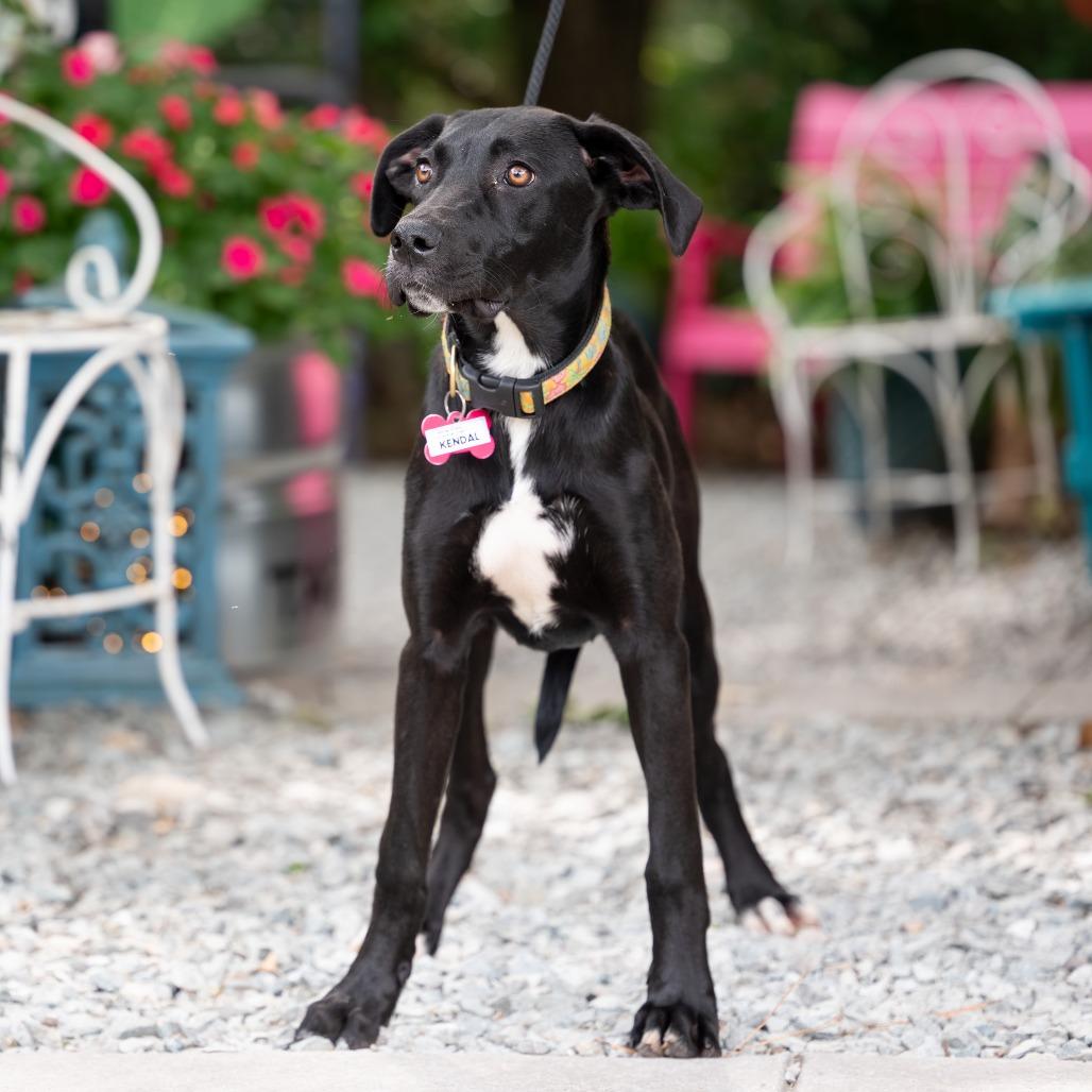 Enlarge Kendal, a Adoptable Labrador Retriever in Wake Forest, NC image 6/6