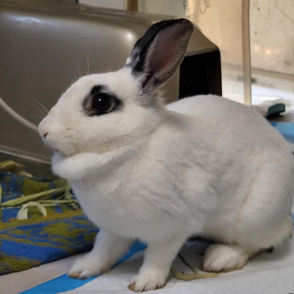 Freya, Adoptable, Adult Female Hotot & Bunny Rabbit.