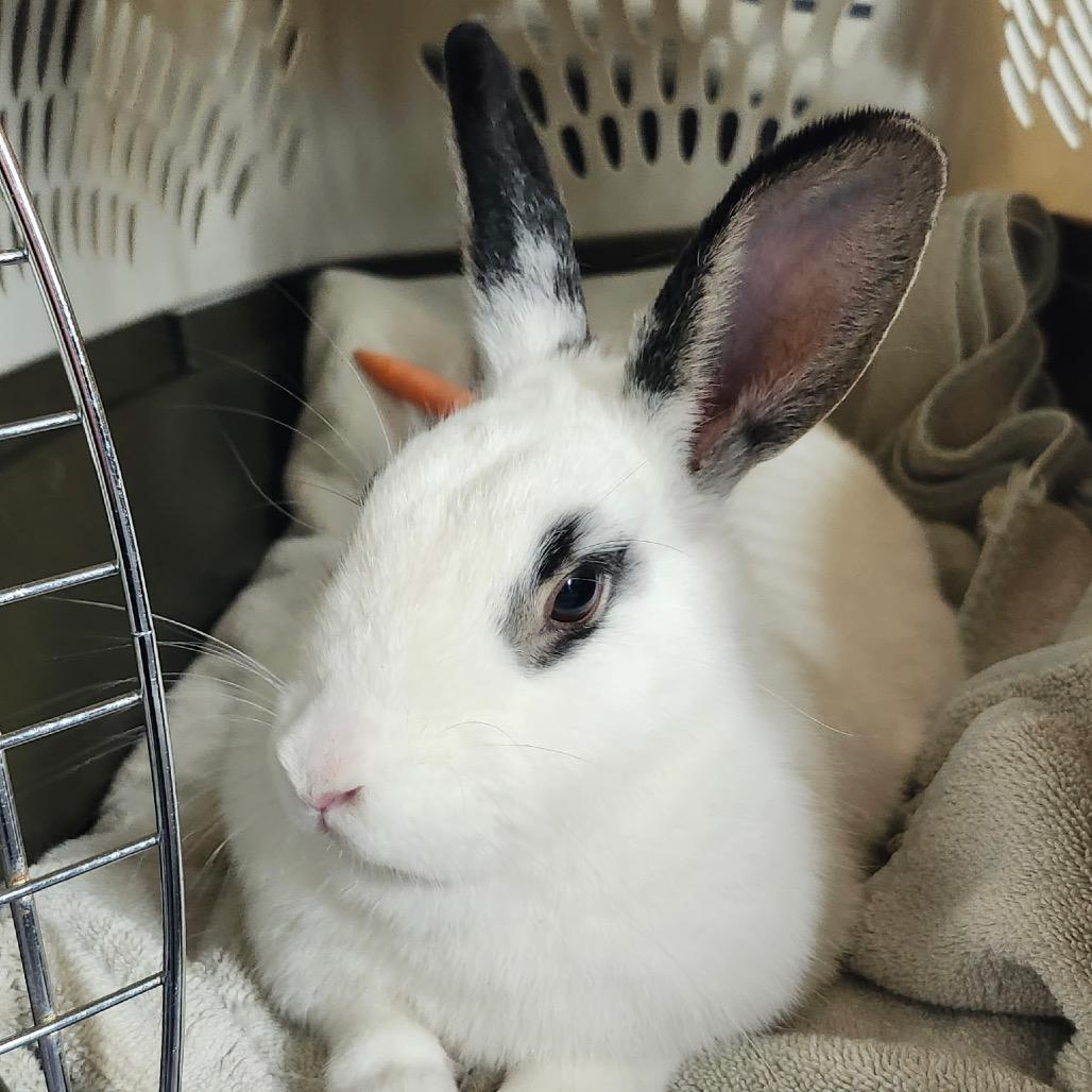 Enlarge Freya, a Adoptable mixed breed in Baltimore, MD image 2/2
