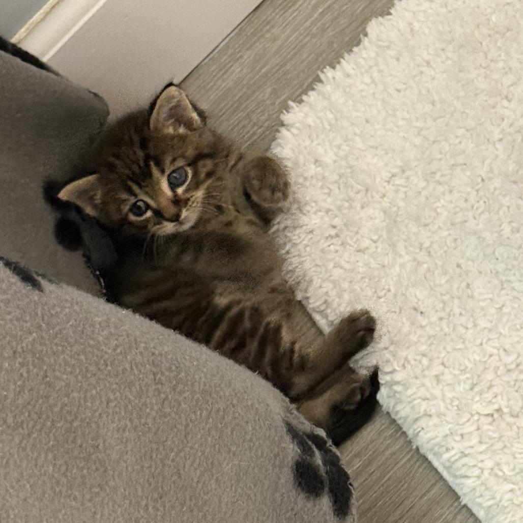 Swiss Miss (and Theo), Adoptable, Kitten Male Domestic Short Hair.