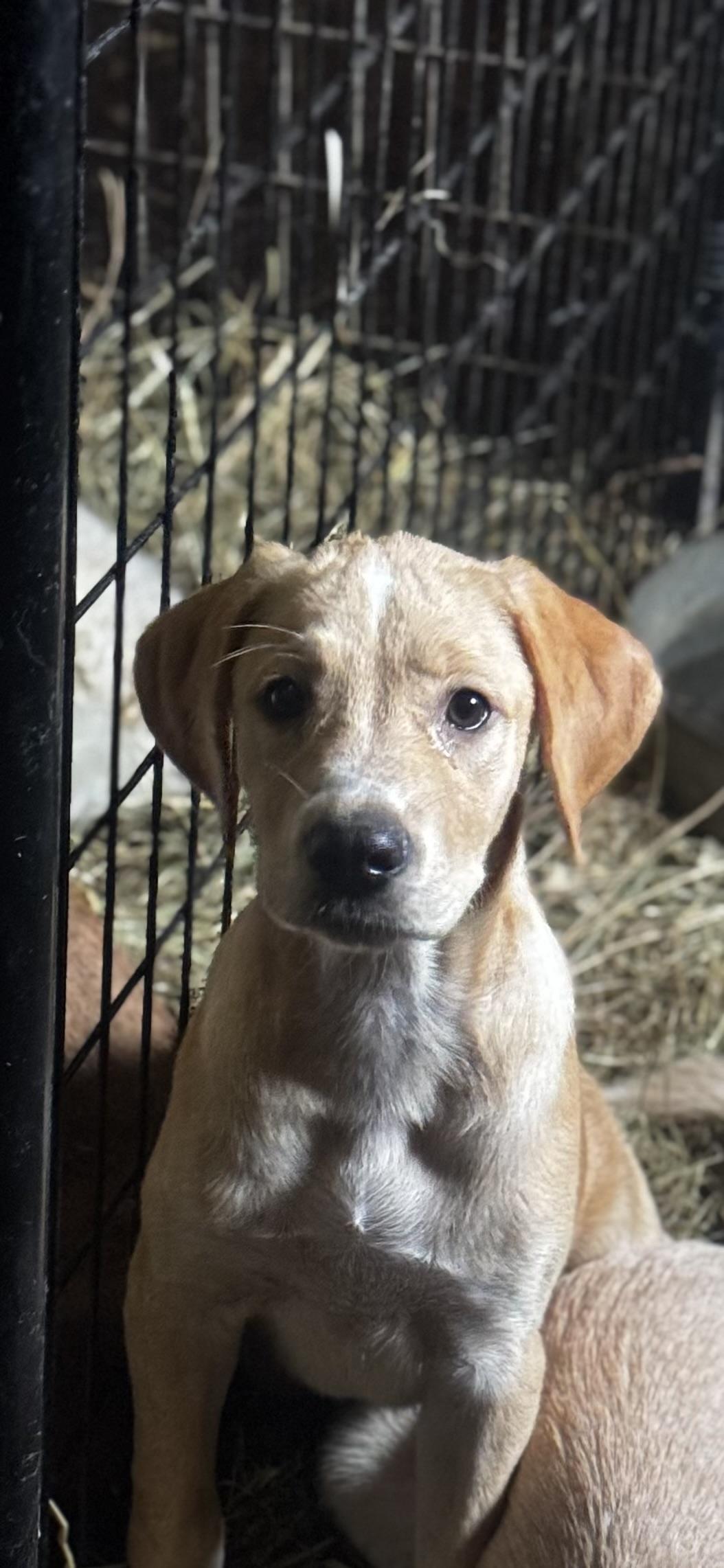 Enlarge Selina, a Adoptable mixed breed in O Fallon , MO image 1/1
