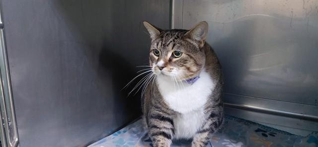 KIWI, Adoptable, Adult Male Domestic Short Hair.