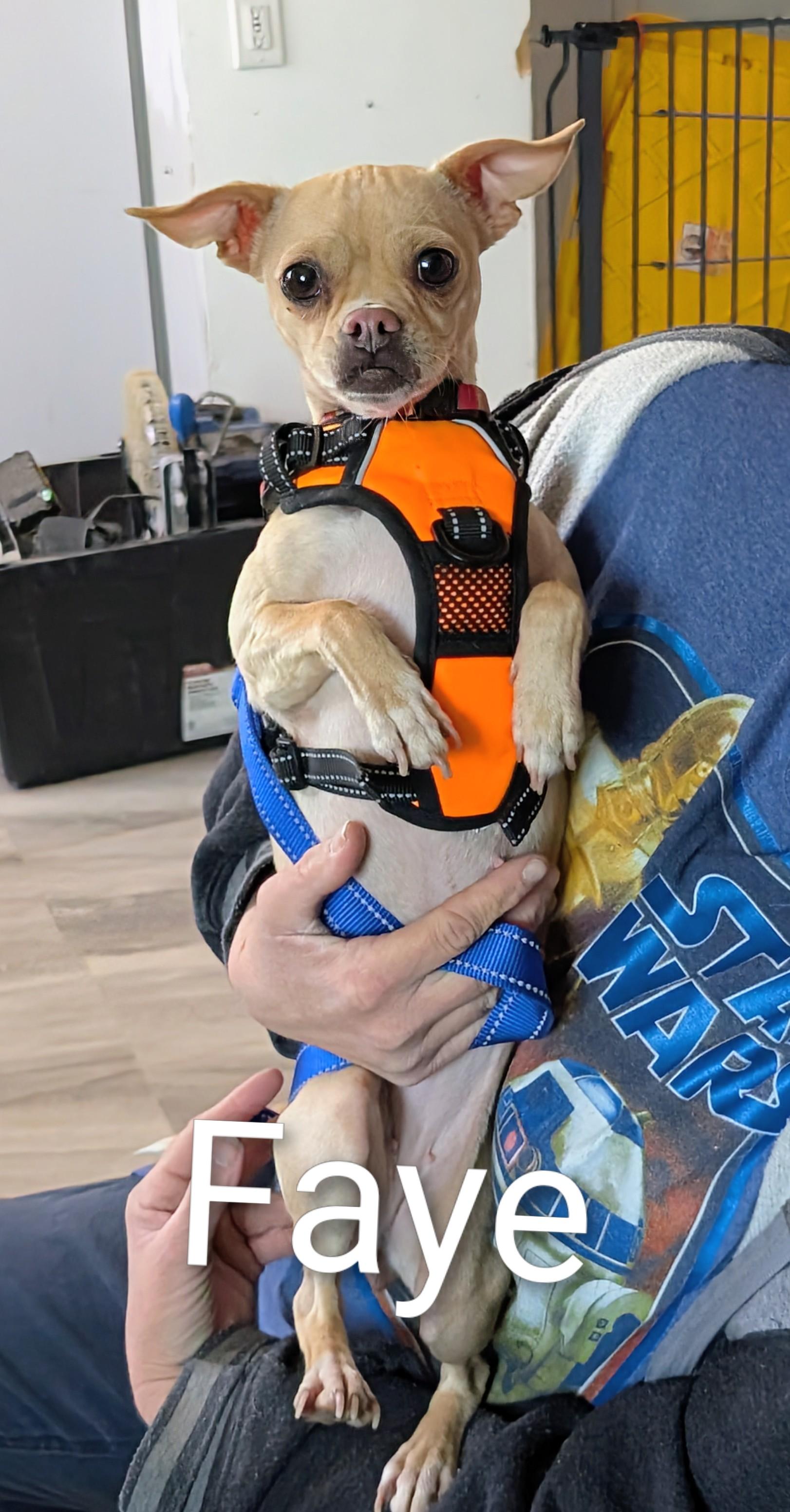 Enlarge Faye, a ADOPTABLE mixed breed in Saint David, AZ image 2/2