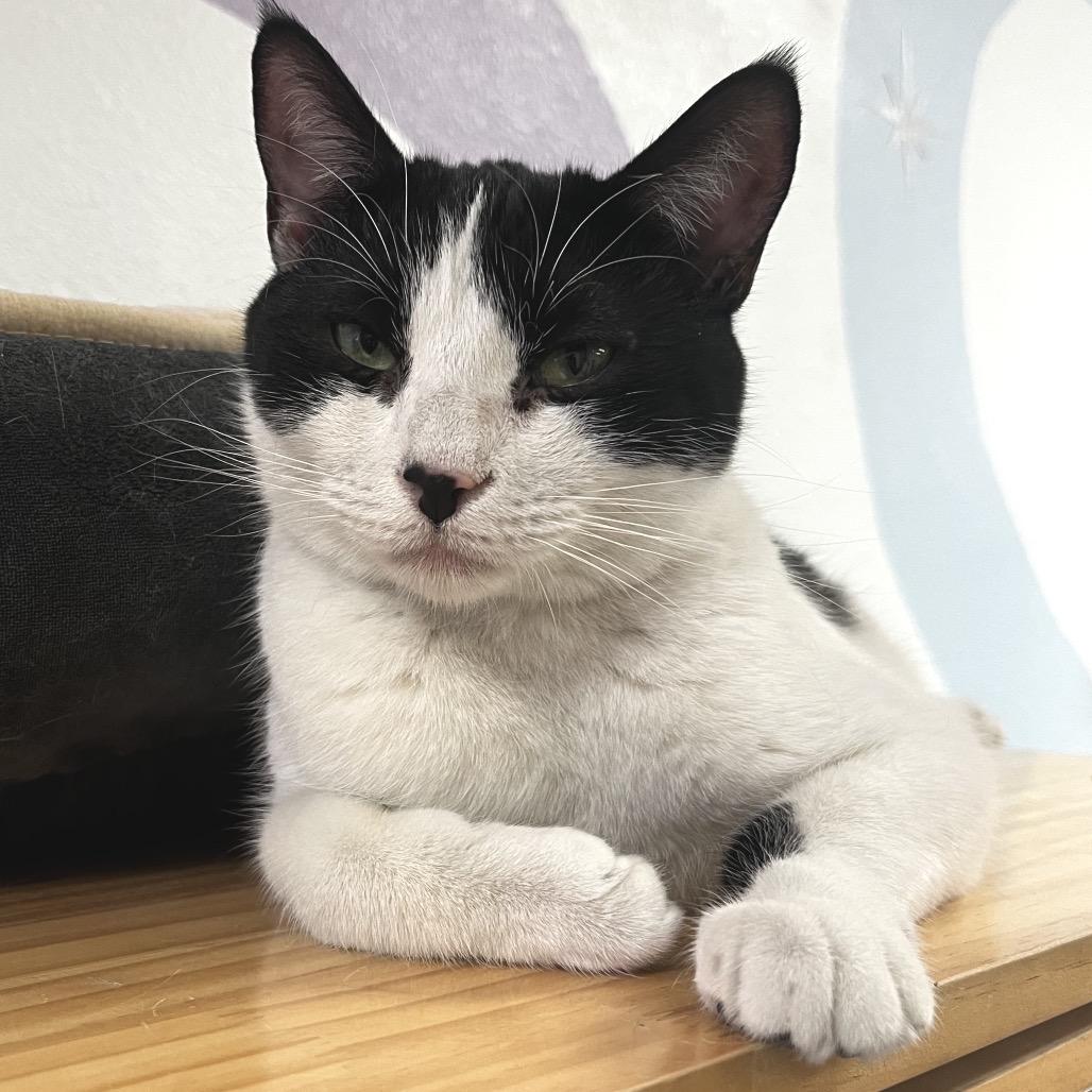 Enlarge Amy, a Adoptable Domestic Short Hair in Yucca Valley, CA image 1/6