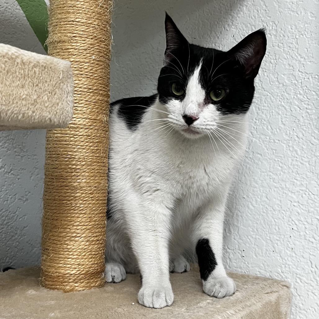 Enlarge Amy, a Adoptable Domestic Short Hair in Yucca Valley, CA image 2/6