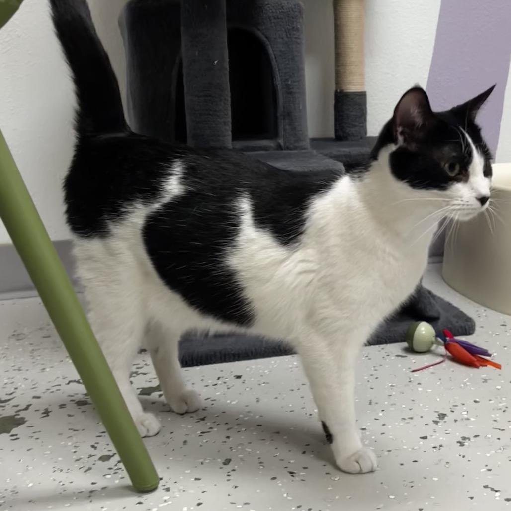 Enlarge Amy, a Adoptable Domestic Short Hair in Yucca Valley, CA image 3/6