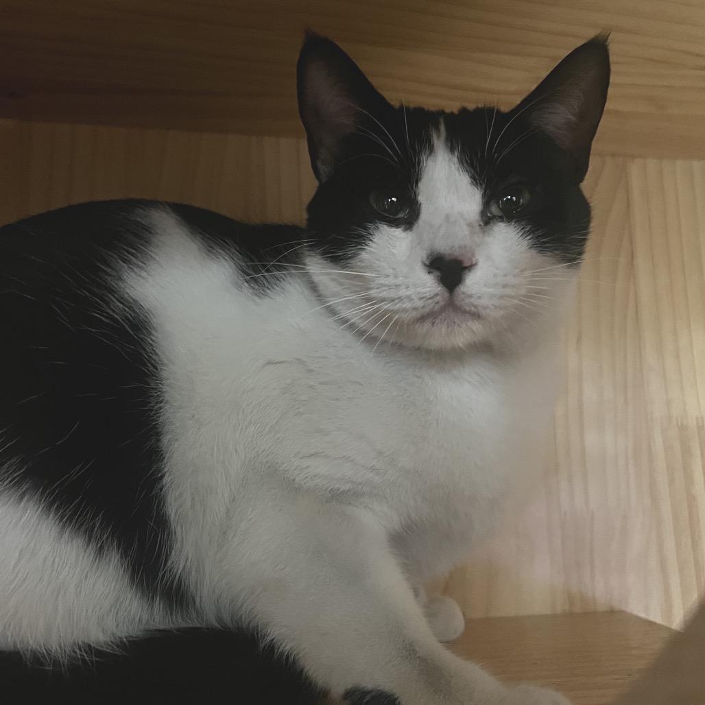 Enlarge Amy, a Adoptable Domestic Short Hair in Yucca Valley, CA image 4/6